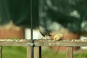 This cute little catbird was perched on the wooden railing of my deck when I took this picture. The little bird was around birdseed and came out for some food. I love his cute little grey body. photo