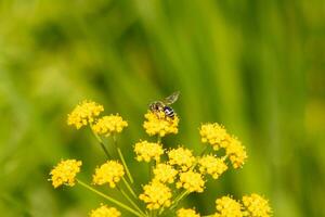 This little yellow-legged mining bee was out collecting nectar in this field. The little insect is sitting in a golden alexander flower and helping to pollinate. The tiny bug has a striped body. photo