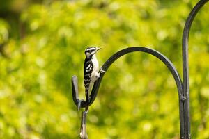 This cute little downy woodpecker was perched on the metal shepherds hook. The cute little black and white body stands out from the surroundings. This little bird came out for food. photo