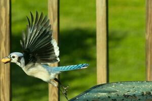 I love the look of this blue jay frozen in the air. This bird was just taking off from the table and is leaving with a peanut in his beak. His beautiful outstretched wings with pretty blue feathers. photo