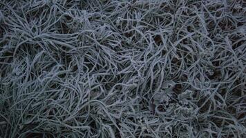 a close up of a frosty grassy field video