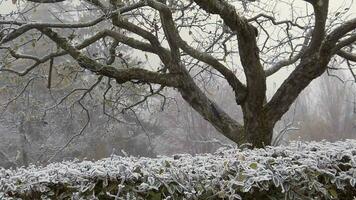 een boom gedekt in sneeuw in de midden- van een veld- video
