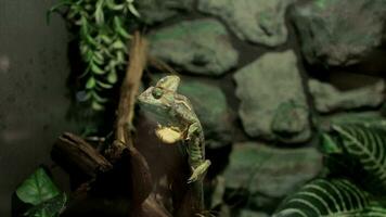 un lagartija sentado en un rama en un zoo video