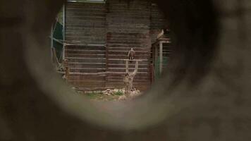 une griffon vautour est vu par une trou dans une en bois clôture video