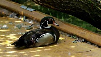 Baikal Teal sitting on the wooden bench video