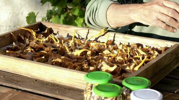 hands picking mushrooms from a wooden box video