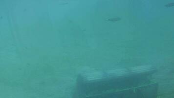 un submarino disparar de pescado nadando cerca el Oceano piso video