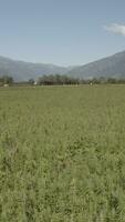een veld- van groen gras met bergen in de achtergrond video