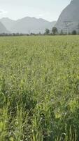 a field of green grass with mountains in the background video