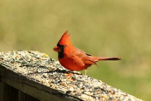 esta hermosa rojo cardenal llegó fuera a el marrón de madera barandilla de el cubierta para alimento. su hermosa mohawk en pie Derecho arriba con su negro mascarilla. esta pequeño aviar es rodeado por alpiste. foto