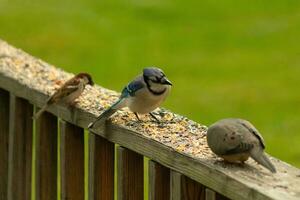 This cute little blue jay bird seemed quite inquisitive as it was perched on the wooden railing. His head tilted to the side to focus. He was in between a mourning dove and a sparrow. photo