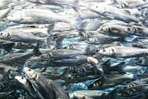 original background with fish swimming close together in a school in the ocean photo