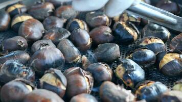 traditional Istanbul street food grilled chestnuts in a row video