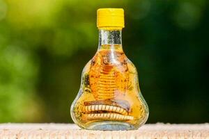 A snake in the bottle photo