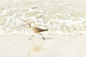 a bird walking on the beach near the water photo