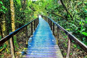 A wooden bridge in the forest photo