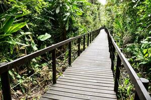 A wooden bridge in the forest photo