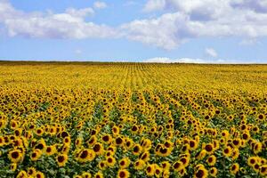 a field of sunflowers under a blue sky photo