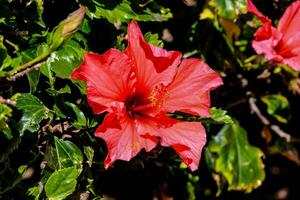 red flowers are blooming on a bush photo