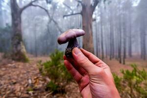 a hand holding a purple mushroom in the middle of a forest photo