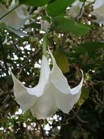 blanco flor de brugmansia suaveolens ángel trompeta o datura o dhatura foto