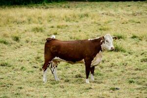 a brown and white cow standing in a field photo