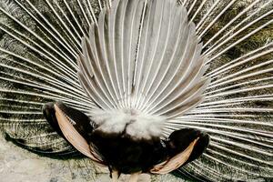 a peacock's tail is spread out photo