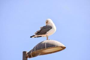 a seagull sitting on top of a street light photo