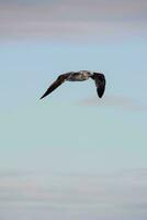 un Gaviota volador en el cielo foto