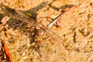 a dragonfly on the ground with its wings spread photo