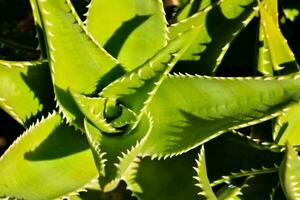 un áloe vera planta con muchos hojas foto