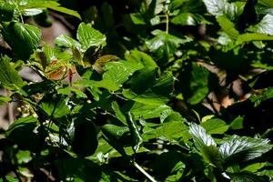 a close up of a bush with green leaves photo