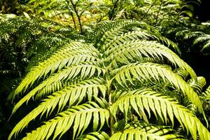 a fern plant in the forest photo