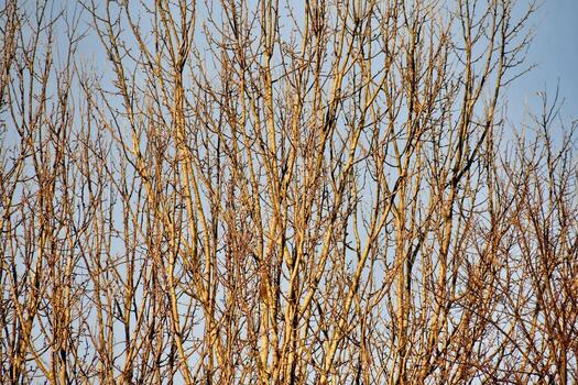 antecedentes con arboles foto