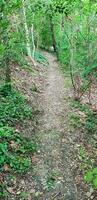 a path in the woods with trees and plants photo