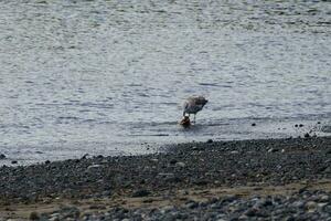 a bird is standing in the water and eating something photo