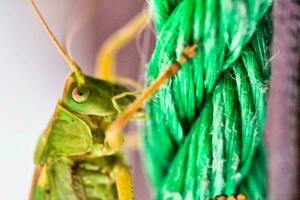 un cerca arriba de un verde saltamontes en un verde cuerda foto