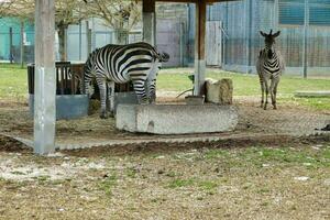 Background with zebras photo