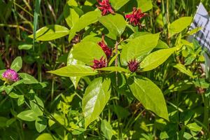 Calycanthus occidentalis is a shrub with red flowers in spring time photo