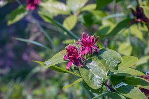 Calycanthus occidentalis is a shrub with red flowers in spring time photo