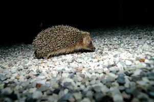 a hedgehog walking on gravel in the dark photo
