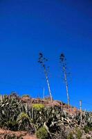 flora en el montañas foto