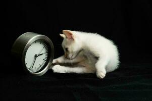 gatito y un reloj foto