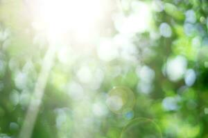 natural green bokeh with light background photo