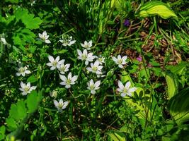 ornithogalum, el jardín Estrella de Belen, césped lirio, siesta al mediodía, o once en punto dama es un perenne bulboso floración planta en el espárragos familia foto
