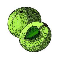 ingredient amla sketch hand drawn vector