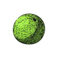 Fruta amla bosquejo mano dibujado vector