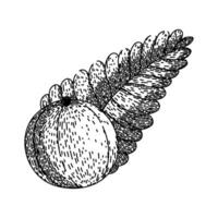 berry amla sketch hand drawn vector