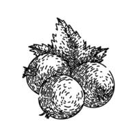 berry black currant sketch hand drawn vector