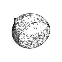 chestnut chestnut sketch hand drawn vector